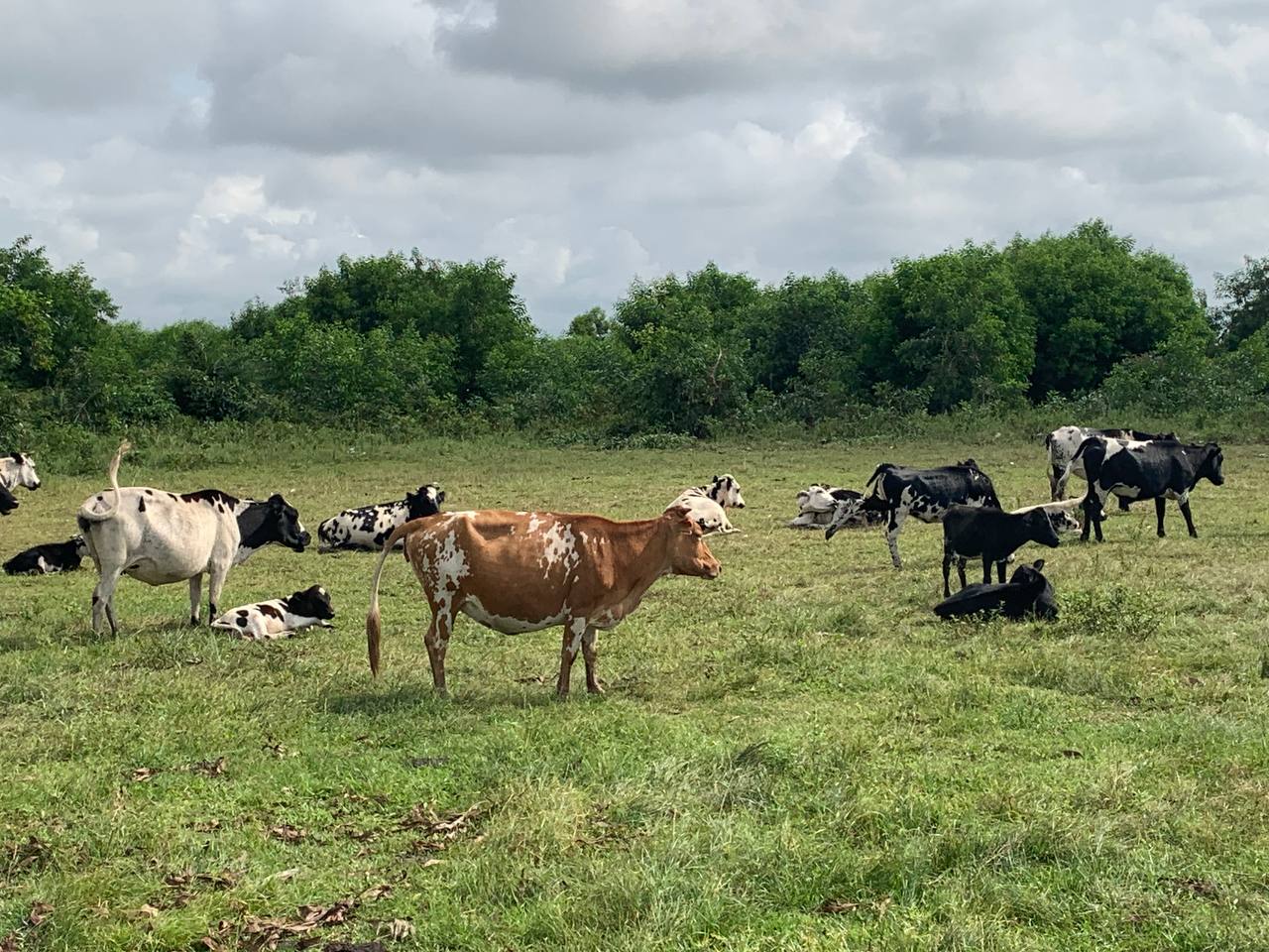 Caractérisation génomique des races bovines locales du Bénin